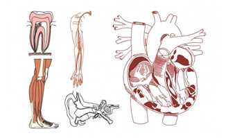 人体器官手脚结构血管心