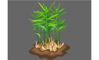 生姜植物种植flash动态动画