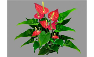 红掌植物花卉素材下载f