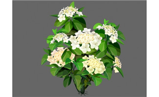 琼花白色花蕾植物树木设