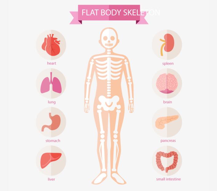 人体各种部位的器官设计矢量素材下载
