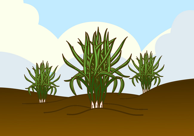 二维手绘沙漠地带的植物场景设计素材