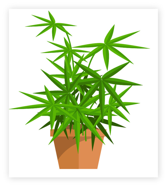 绿色尖叶子的盆景植物造型设计素材