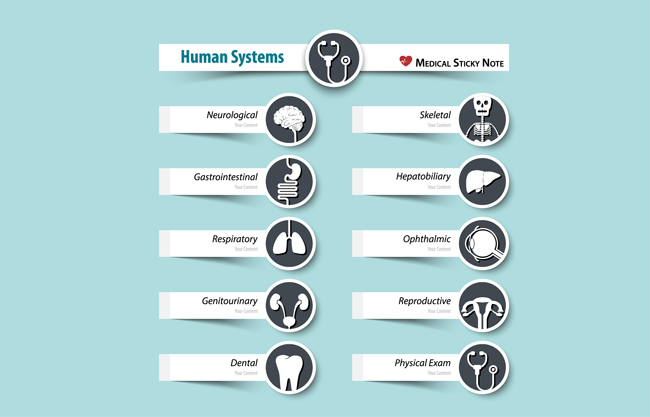 人体功能介绍示意图图片矢量图