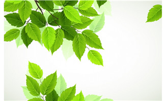 写实春季绿色树叶矢量素