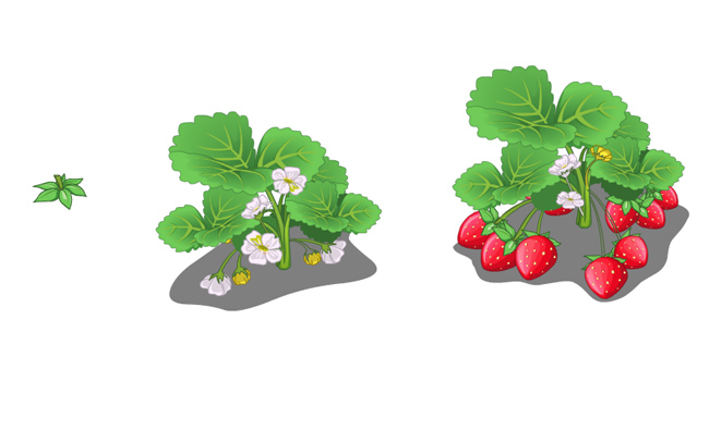 草莓植物每一个阶段生长状况设计