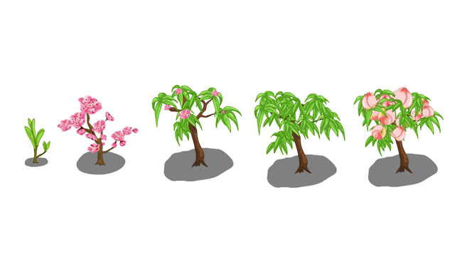 桃树开花结果的过程手绘插画背景