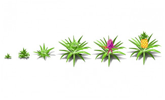 菠萝植物生长过程手绘插
