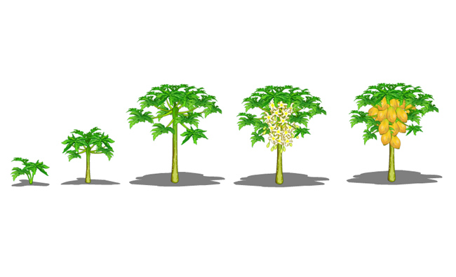 果树从幼苗到长大结果的过程插画设计