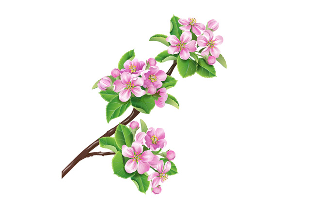 粉色樱花设计AI素材