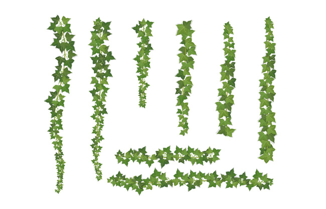 绿色蔓藤植物插画素材设计