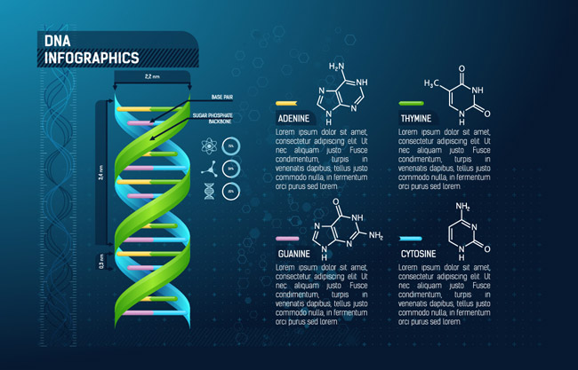 立体人类DNA螺旋模拟和化学分子式组合