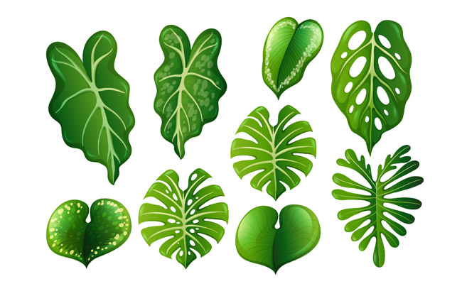 卡通热带雨林植物绿叶叶子素材下载