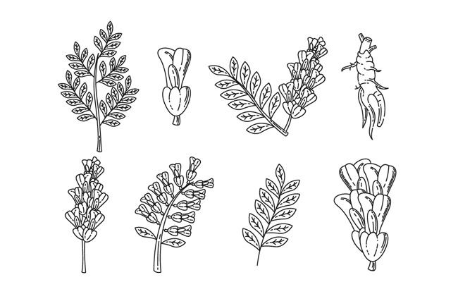 黑白手绘线性植物树叶叶子素材设计