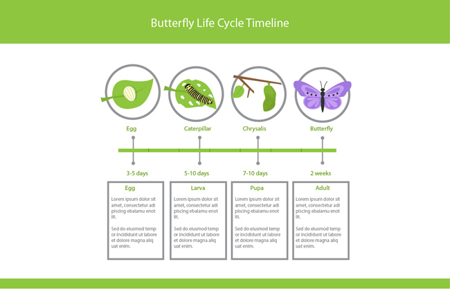 蝴蝶蜕变过程周期图表图片