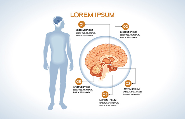 人体大脑医学分析图表设计