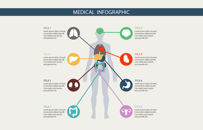 人体医学彩色器官矢量信息图表设计