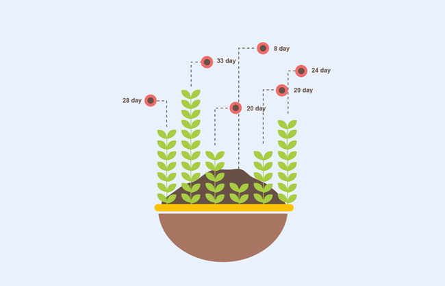 植物生长天数统计图表信息素材设计