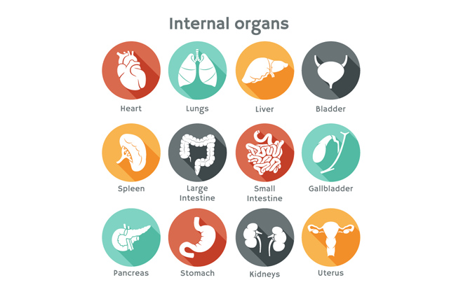 器官内脏图标扁平化创意设计