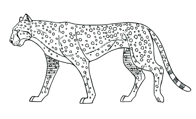 豹子猫动画运动规律分解图学习资料