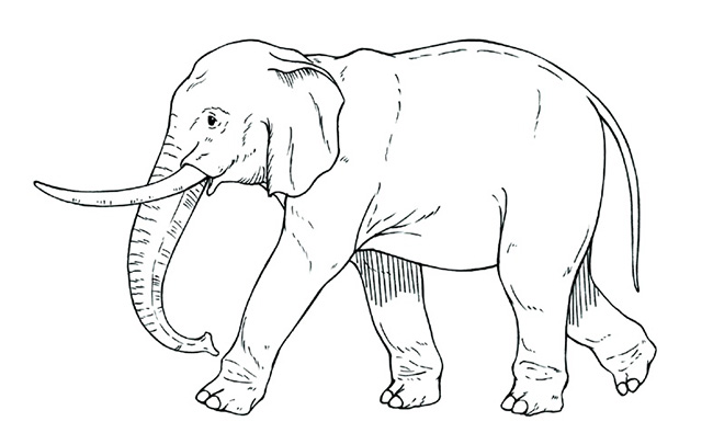 大象的各种动作手绘线条分解图资料