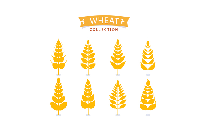金色小麦麦穗设计矢量素材