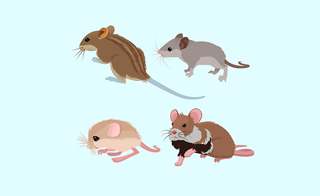 鼠年老鼠手绘卡通矢量素材