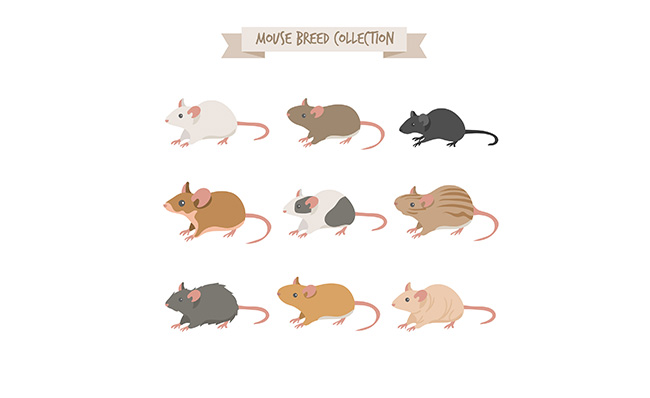 各品种的老鼠插图矢量素材