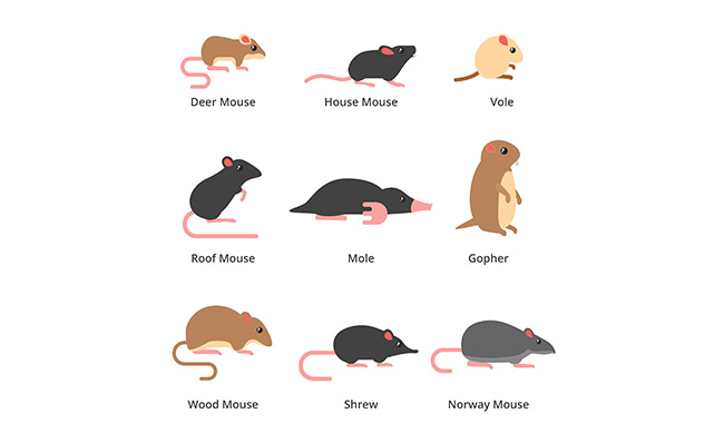 扁平化老鼠形象设计矢量素材