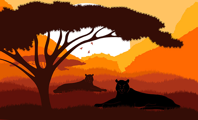 大自然夕阳下休息的猎豹动物素材
