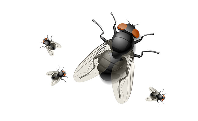 手绘卡通苍蝇写实动物昆虫素材