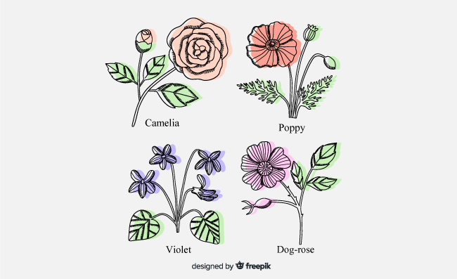 彩绘花卉简单花卉植物素材