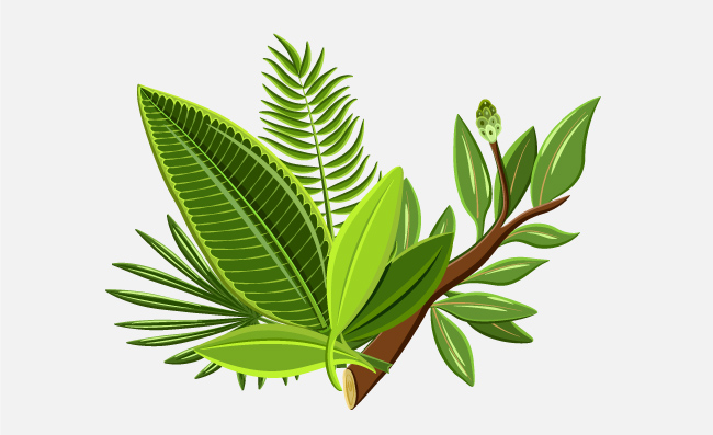 精美植物枝叶矢量素材