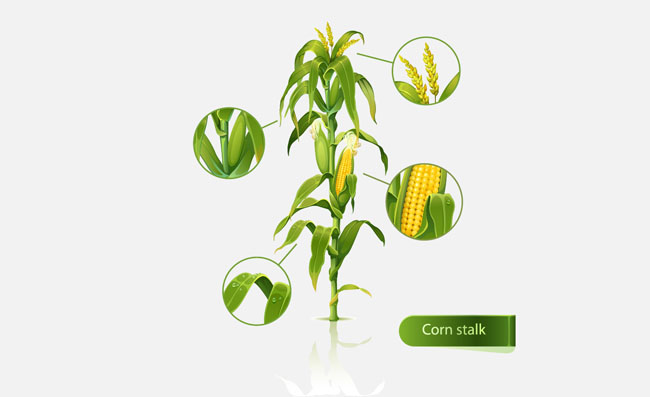 矢量玉米植物卡通素材