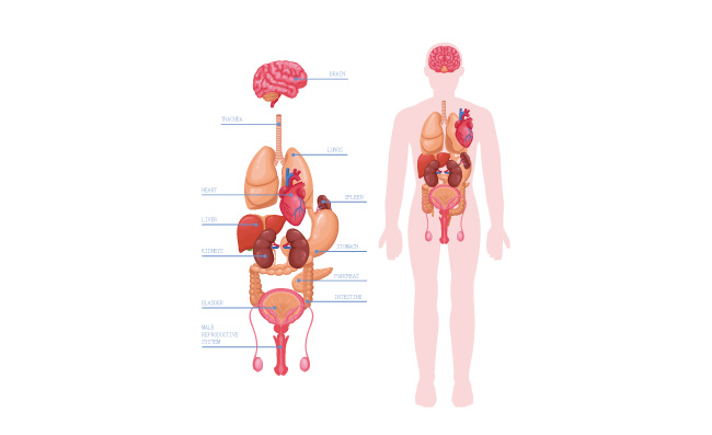 人体器官解刨图分析图表素材