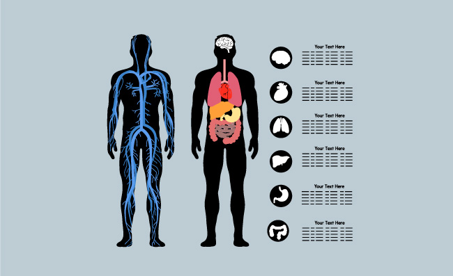 人物血管经络器官图表素材