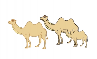 骆驼动物矢量图片