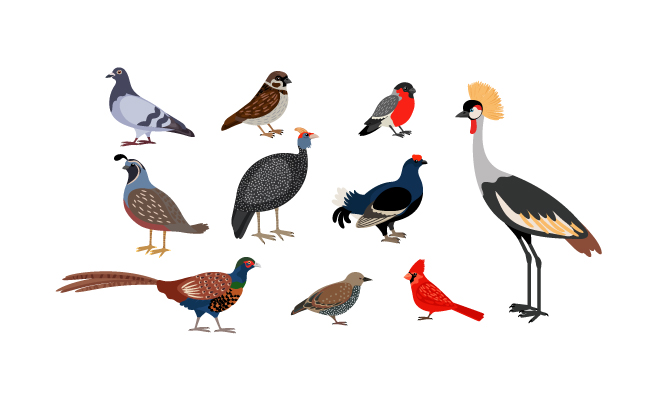 鸟类动物矢量插画