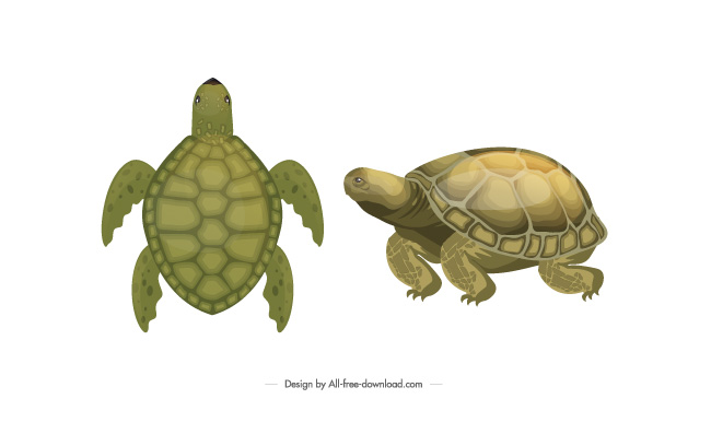 矢量大海龟矢量素材插画