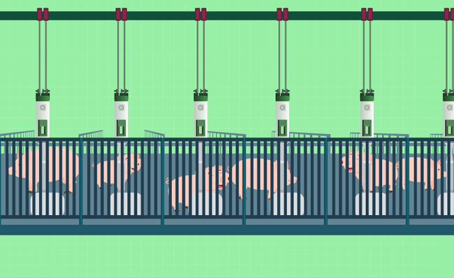 智能养猪更安全养猪场动画视频模板