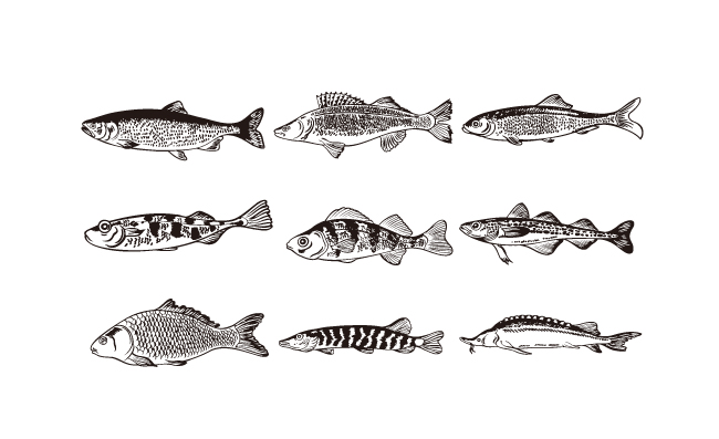 手绘逼真鱼动物插画素材