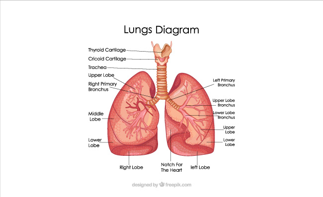 肺部解剖图人体器官矢量插图