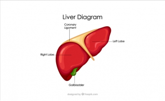 肝脏解剖图矢量卡通素材