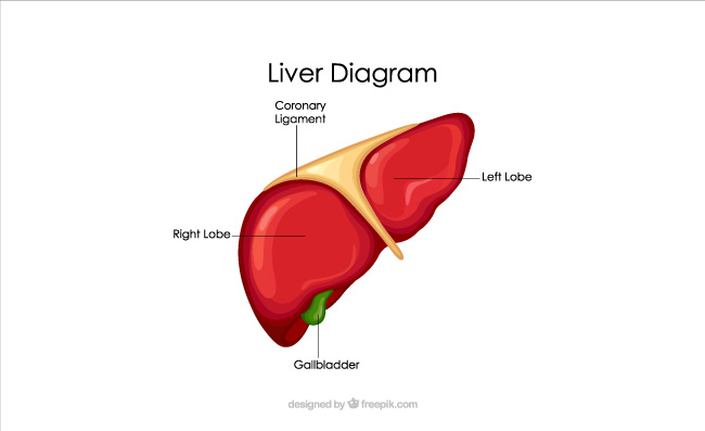 肝脏解剖图矢量卡通素材