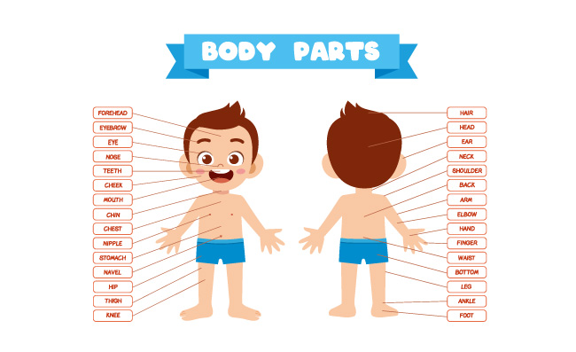 男孩身体部位解剖标注快乐可爱的孩子
