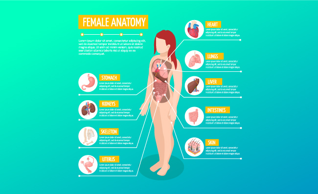 女性解剖生物学医学信息图表