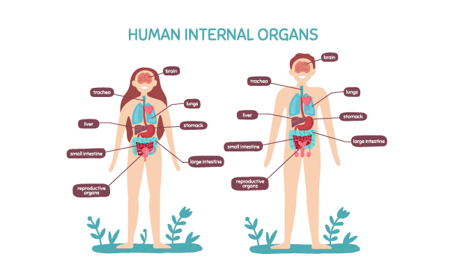 人体生理图解剖内脏器官医学信息图表