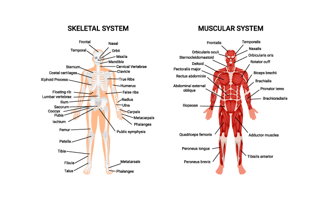 肌肉骨骼系统解剖图信息标注图表矢量
