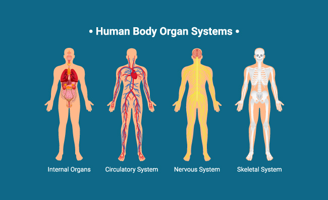 解剖学人体内部器官神经骨骼系统矢量图