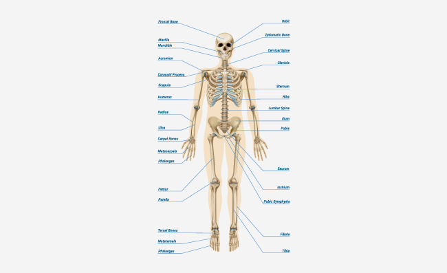 人体骨骼系统标注信息图表